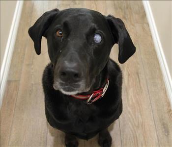 Black dog with brown tile background